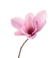 Beautiful delicate magnolia flower isolated on white