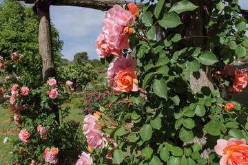 rose bush of pink roses tangled in a wooden gazebo