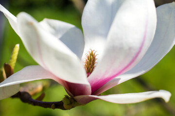 A large, creamy white and pink southern magnolia flower is surrounded by glossy green leaves of a tree. White petal close up. Selective focus.