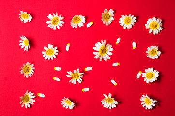 Spring flower, margarita on coloured background