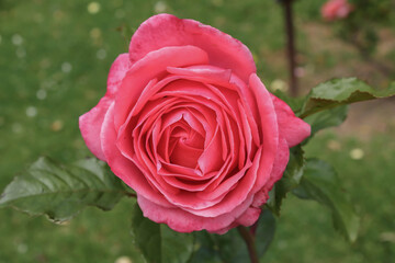 Detail of a pink rose seen from above