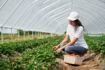 Side view of squatting woman wearing white cap is picking strawberries in white basket. Brunette is...