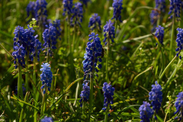 flowers in the field