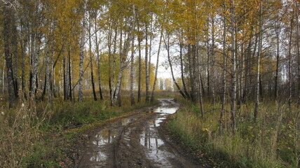 Road through the autumn birch forest 
