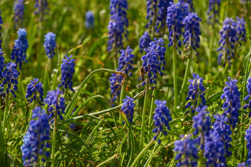 lavender flowers in the garden