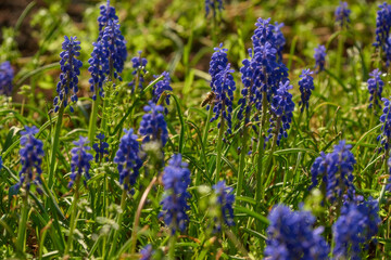 flowers in the field