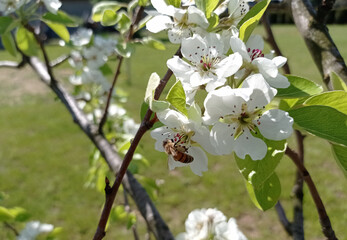 apple, gardening, green, flower, blooming, tree, apple tree, spring, fruit tree blooming, nature, bee