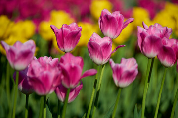 tulips in spring