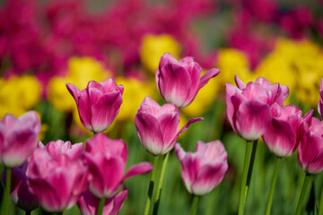 Fototapeta na wymiar pink and yellow tulips