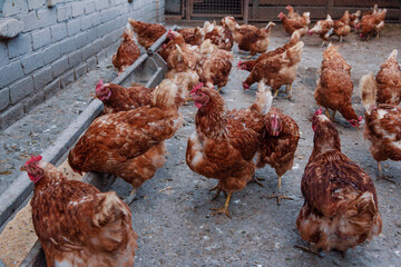 Flock of red feathered hens in the yard of chicken farm. Domestic poultry.