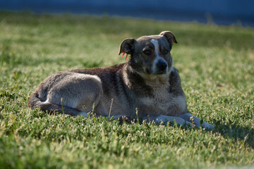 dog on grass