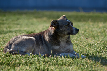 two dogs playing in the grass