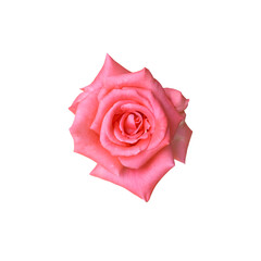 Closeup pink rose isolated on white background