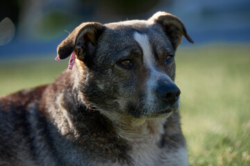 portrait of a dog