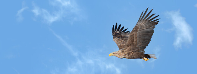 Majestic predator White-tailed Eagle (Haliaeetus albicilla) flying on the blue sky. Sized to fit for cover image on popular social media site.