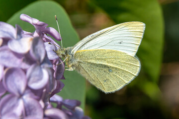 Cabbage white butterfly (Pieris rapae) feeding in spring on purple lilac shrub flower blossom, stock photo image