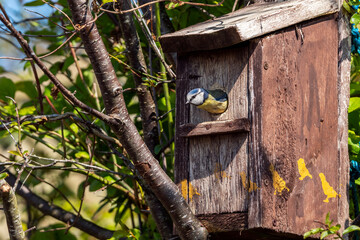Blue tit (Cyanistes caeruleus) about to leave a bird nest box which is a common small garden songbird found in the UK and Europe, stock photo image