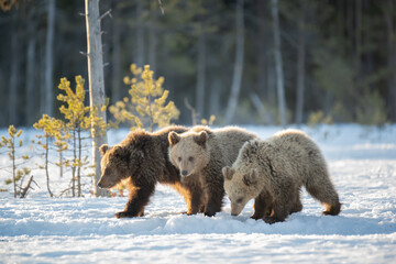 Obraz premium Three young Brown bears walking in the snow in winter forest in Finland near Russian border