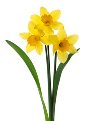 Obraz premium Beautiful blooming yellow daffodils on white background