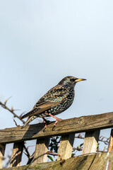 Common Starling ( Stunus vulgaris ) bird perched on a fence which is found in the UK and Europe, stock photo image