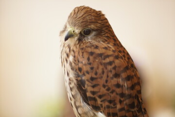 せつないフクロウ