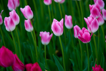 pink tulips in garden