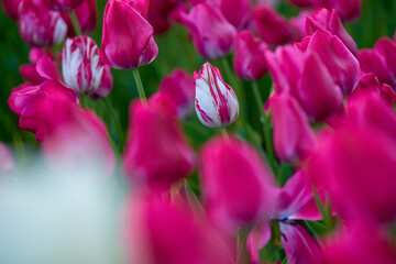 pink and white tulips