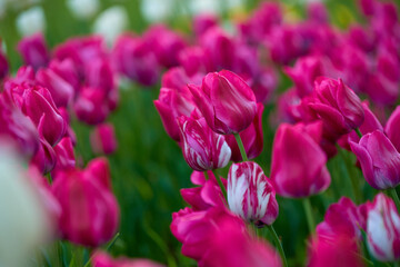 tulips in spring
