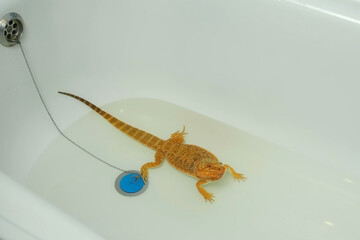 Baby bearded agama bathing in the bathroom in clear warm water near drain stopper, closeup view. Exotic domestic animal, pet. The content of the lizard at home. Cute amazing animal from Australia.