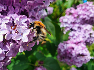 Common Carder Bee (Bombus pascuorum) a ginger brown bumblebee flying insect found in the UK and Europe on a lilac plant, stock photo image