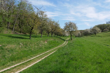 Fototapeta premium Feldweg durch Streuobstwiese