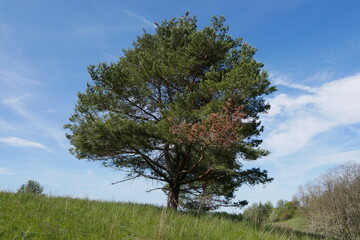 Einzeln stehende Kiefer auf Wiese