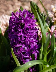 Purple hyacinth Hyacinthus orientalis (common hyacinth, garden or Dutch hyacinth) on flower bed in French garden. Close-up. Public city landscape park 