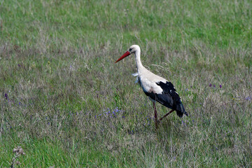 Austria, White Stork