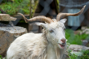 White goat with large horns.