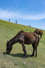 Fototapeta premium 都井岬 - 小松ヶ丘 - 御崎馬