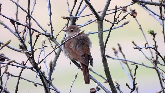 Nachtigall&nbsp;(Luscinia megarhynchos)