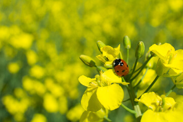 ladybug on rape