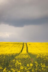 yellow rapeseed field and dark stormy sky