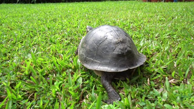 Wild malaysian box turtle walking on the green grass top view