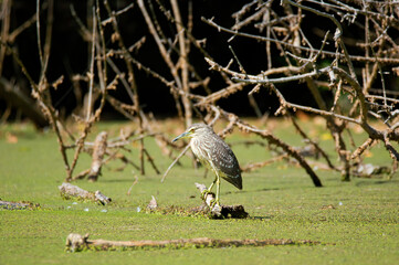 Bird (Tringa Glareola) sits on a withered tree and waits for a fish