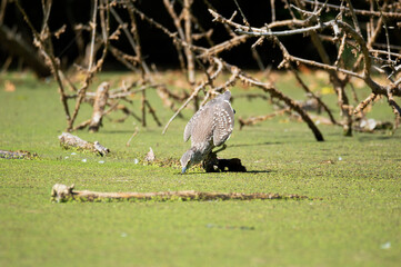Bird (Tringa Glareola) strikes a prey fish in the water