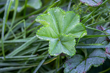 Alchemilla mollis the leaves of lady's mantle after a rain with water droplets.