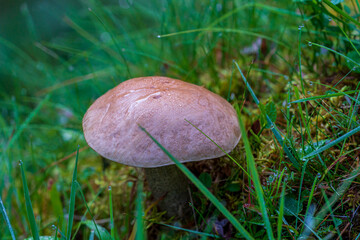 Autumn with beautiful mushroom in the forest