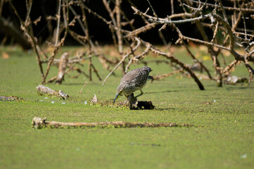 Bird (Tringa Glareola) with prey fish in its beak