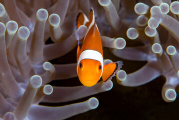 Nemo fish - False Clown Anemonfish (Western Clownfish) - Amphiprion ocellaris in anemone....