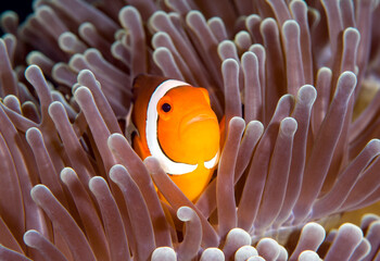 Nemo fish - False Clown Anemonfish (Western Clownfish) - Amphiprion ocellaris in anemone....