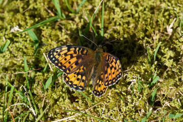 Butterfly - Arran Brown (Erebia ligea).