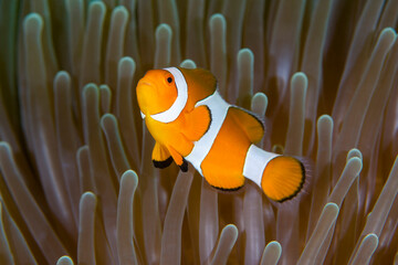 Nemo fish - False Clown Anemonfish (Western Clownfish) - Amphiprion ocellaris in anemone. Underwater world of Tulamben, Bali, Indonesia.	