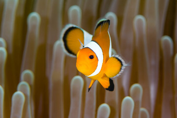 Nemo fish - False Clown Anemonfish (Western Clownfish) - Amphiprion ocellaris in anemone....